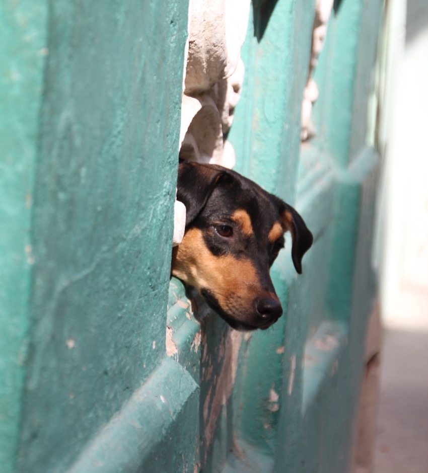 cane affacciato da una finestra