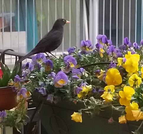 merlo su vasi di fiori